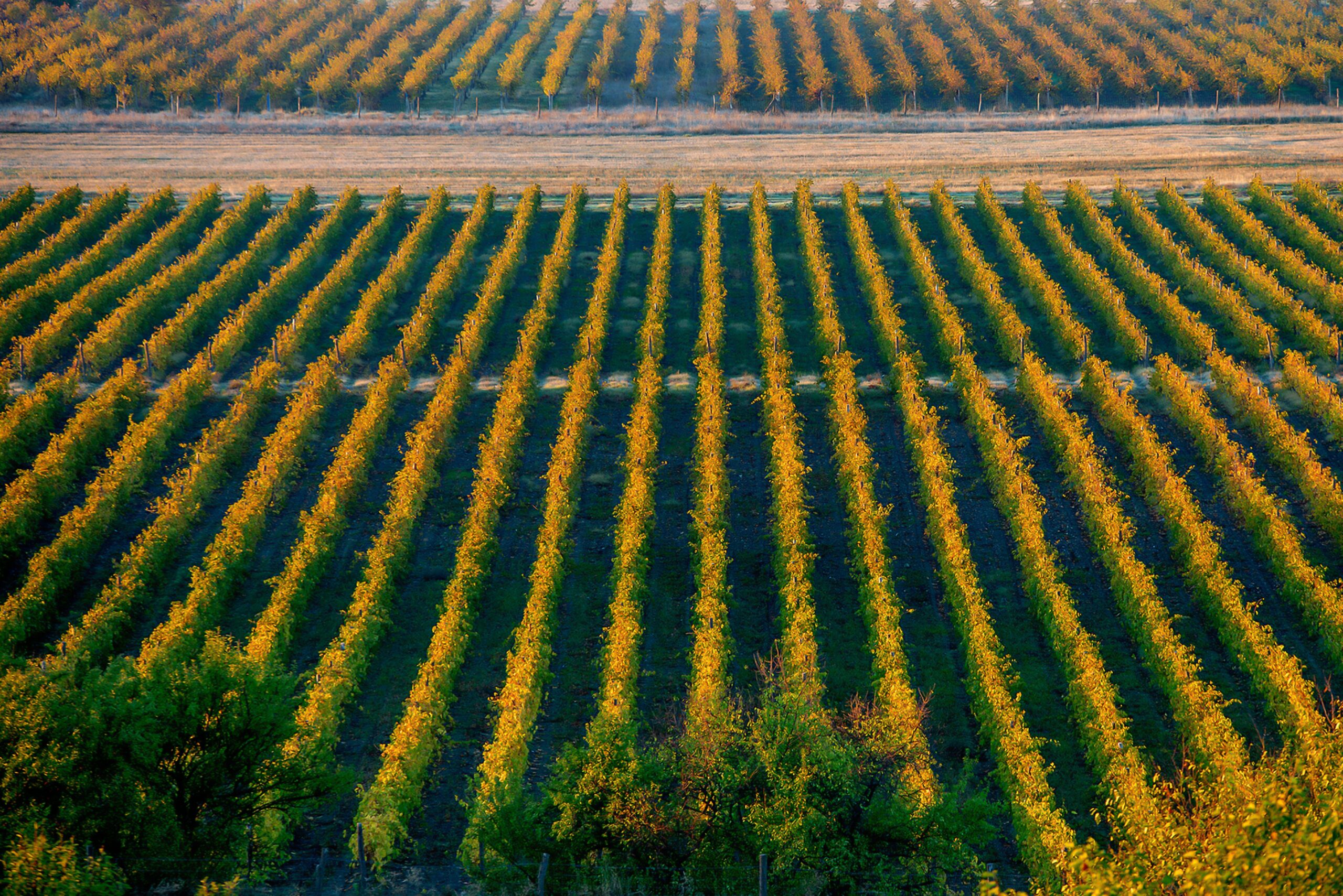 Good-agriculture-practice-scaled